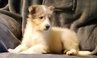 Blue Boy, a male Collie for sale in Hillsborough, NH – 1 of 8