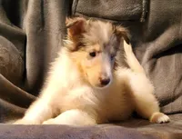 Blue Girl- On Hold , a female Collie for sale in Hillsborough, NH – 3 of 6