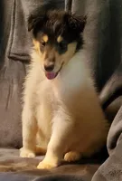 One Spot Male, a male Collie for sale in Hillsborough, NH – 5 of 8