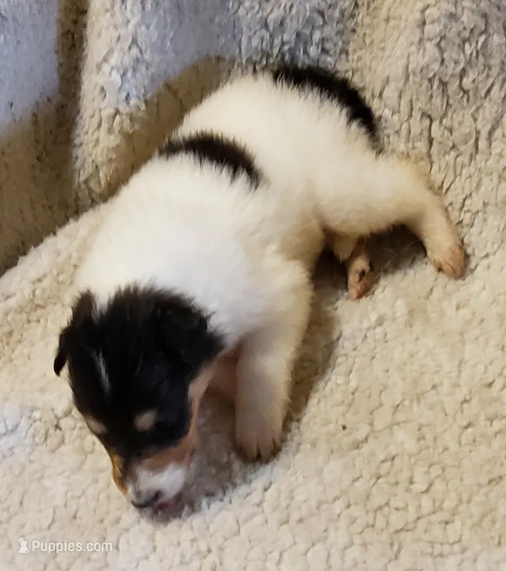 Two Spot Girl – Collie puppy for sale in Hillsborough, NH