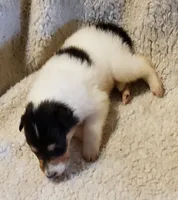 Two Spot Girl, a  Collie for sale in Hillsborough, NH – 1 of 7