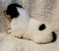 One Spot Male, a  Collie for sale in Hillsborough, NH – 3 of 5