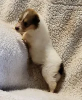 Sable Girl, a  Collie for sale in Hillsborough, NH – 2 of 6