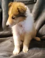 Sable Girl, a female Collie for sale in Hillsborough, NH – 4 of 7