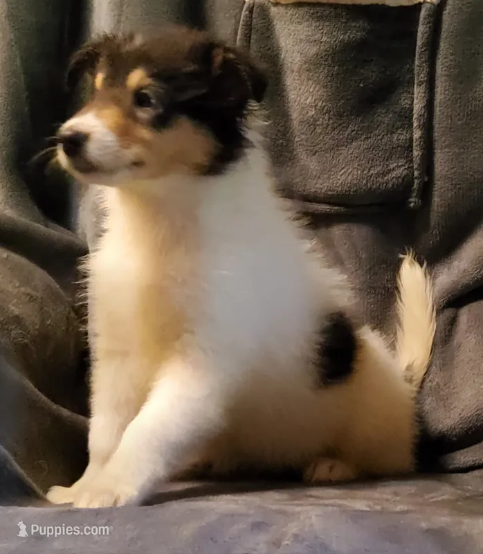 Two Spot Girl – Collie puppy for sale in Hillsborough, NH