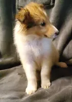 Sable Girl, a female Collie for sale in Hillsborough, NH – 2 of 7