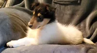 One Spot Male, a male Collie for sale in Hillsborough, NH – 4 of 8