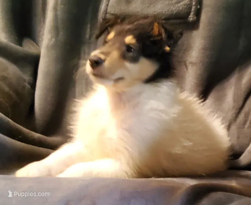 One Spot Male – Collie puppy for sale in Hillsborough, NH