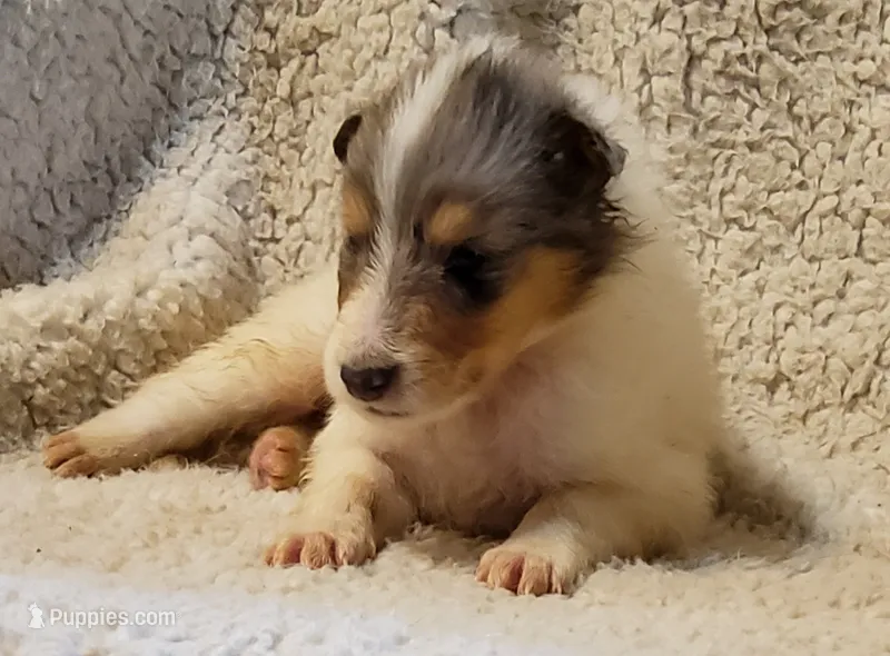 Blue Boy – Collie puppy for sale in Hillsborough, NH