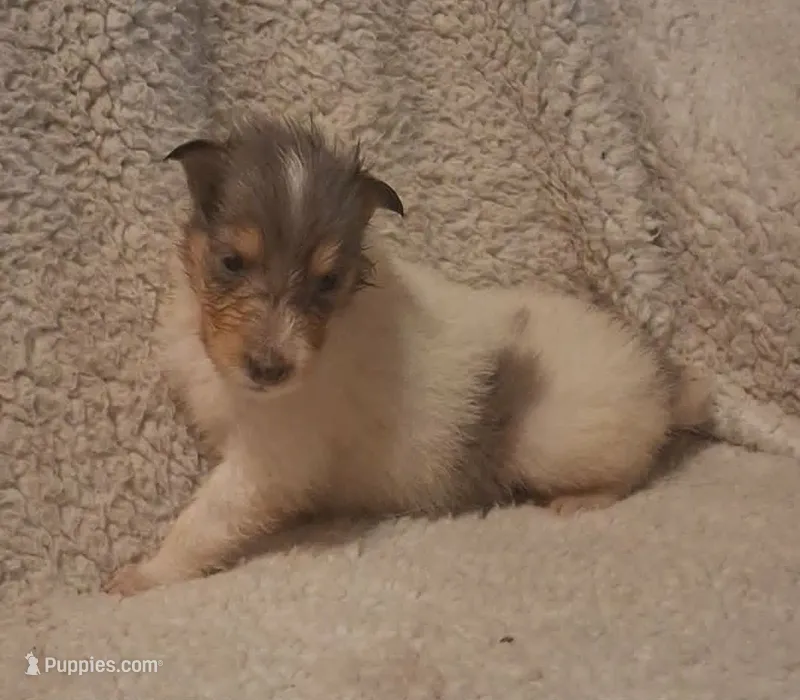 Blue Girl – Collie puppy for sale in Hillsborough, NH
