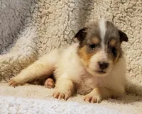 Blue Boy, a  Collie for sale in Hillsborough, NH – 2 of 8