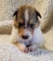 Sable Girl, a  Collie for sale in Hillsborough, NH – 6 of 6