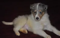 Blue Boy, a male Collie for sale in Hillsborough, NH – 8 of 8