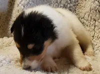 Two Spot Girl, a  Collie for sale in Hillsborough, NH – 3 of 7
