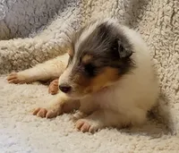 Blue Boy, a  Collie for sale in Hillsborough, NH – 4 of 8