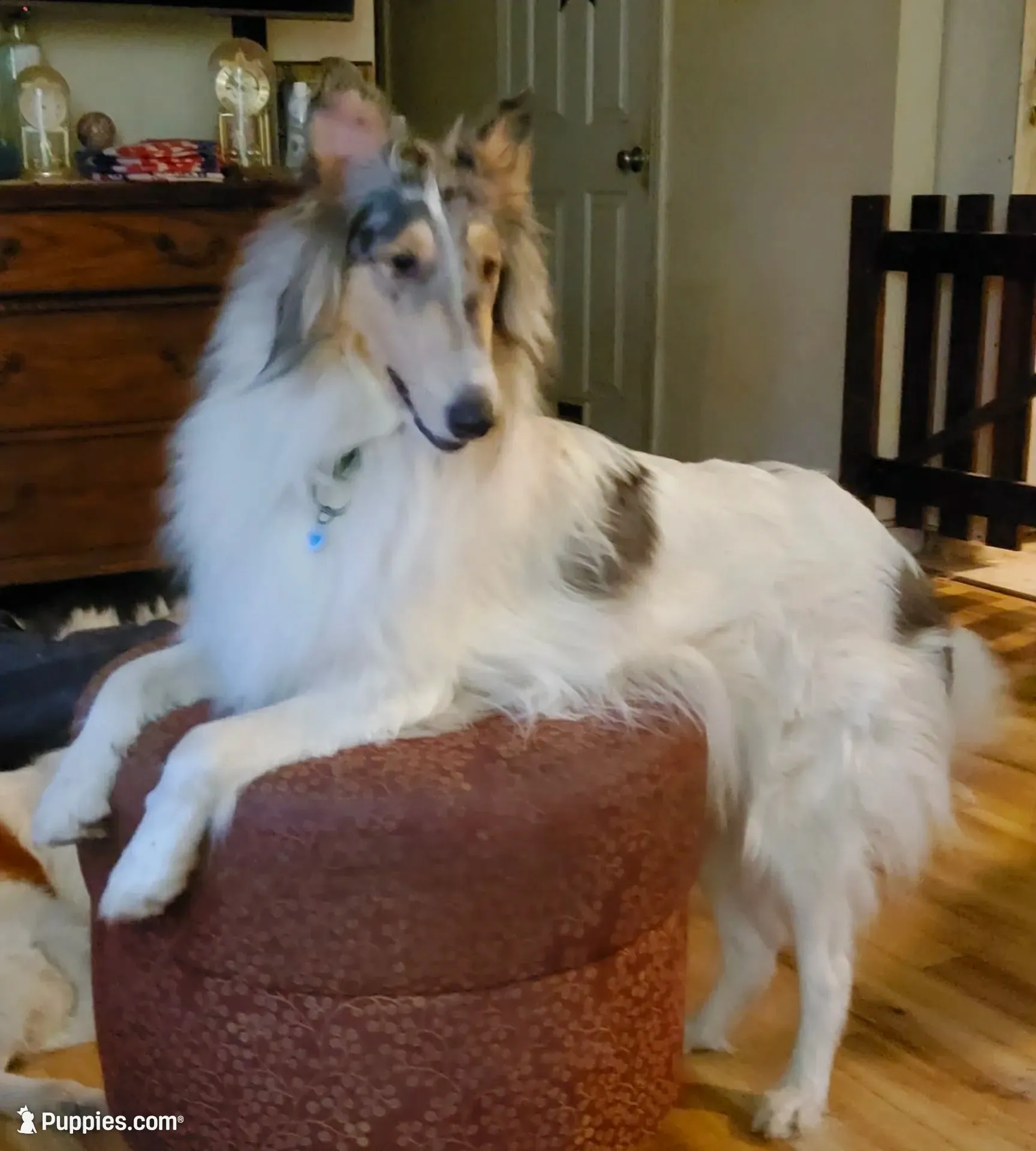 Sable Girl, a female Collie for sale in Hillsborough, NH – 7 of 7