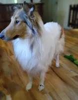 Sable Girl, a  Collie for sale in Hillsborough, NH – 3 of 6