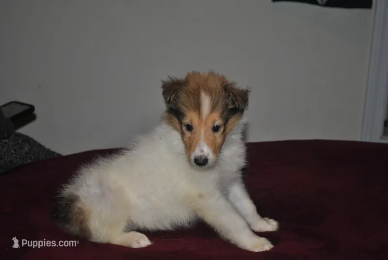 Sable Girl – Collie puppy for sale in Hillsborough, NH