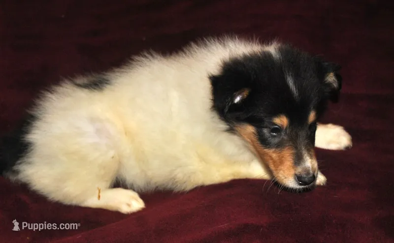 Two Spot Girl – Collie puppy for sale in Hillsborough, NH