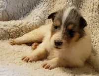 Blue Boy, a  Collie for sale in Hillsborough, NH – 5 of 8