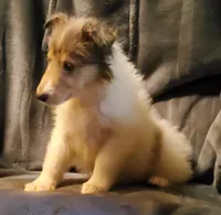 Blue Girl- On Hold , a female Collie for sale in Hillsborough, NH – 2 of 6