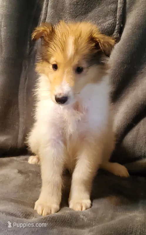 Sable Girl – Collie puppy for sale in Hillsborough, NH