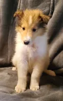 Sable Girl, a female Collie for sale in Hillsborough, NH – 1 of 7