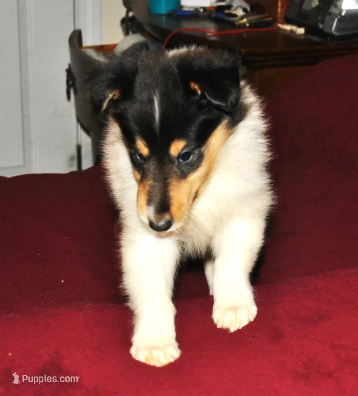 One Spot Male – Collie puppy for sale in Hillsborough, NH
