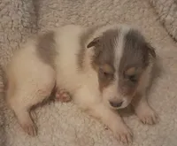 Blue Boy, a  Collie for sale in Hillsborough, NH – 3 of 8
