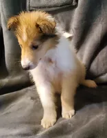 Sable Girl, a female Collie for sale in Hillsborough, NH – 5 of 7