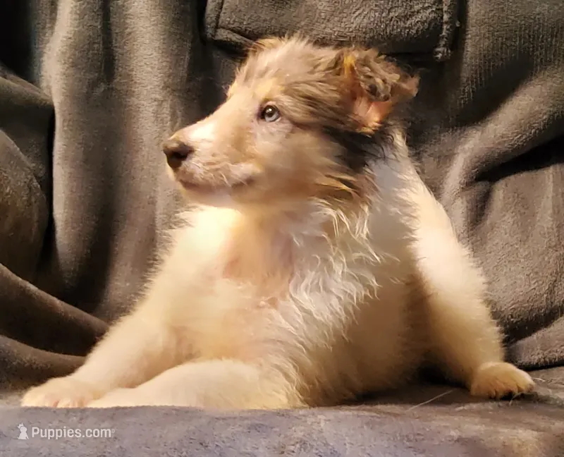 Blue Girl – Collie puppy for sale in Hillsborough, NH