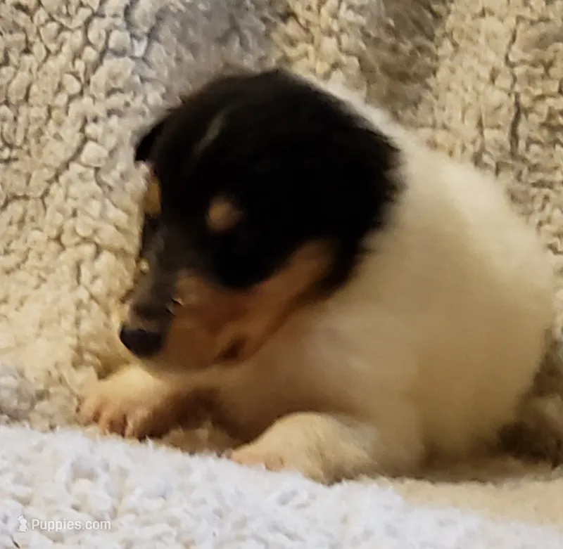 One Spot Male – Collie puppy for sale in Hillsborough, NH