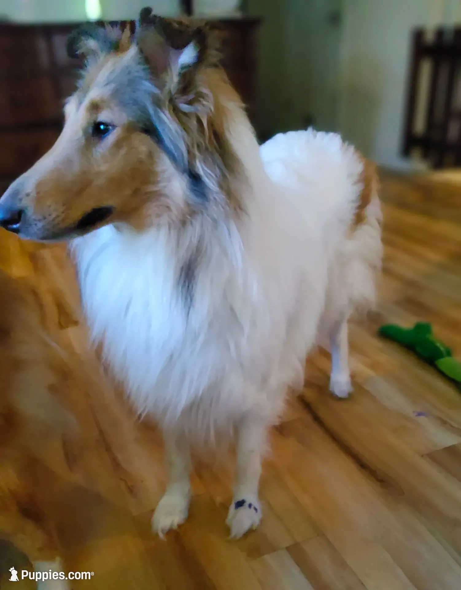 Blue Boy, a male Collie for sale in Hillsborough, NH – 6 of 8
