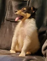 One Spot Male, a male Collie for sale in Hillsborough, NH – 2 of 8