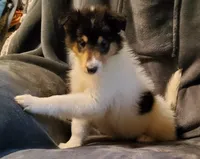 Two Spot Girl, a female Collie for sale in Hillsborough, NH – 3 of 8