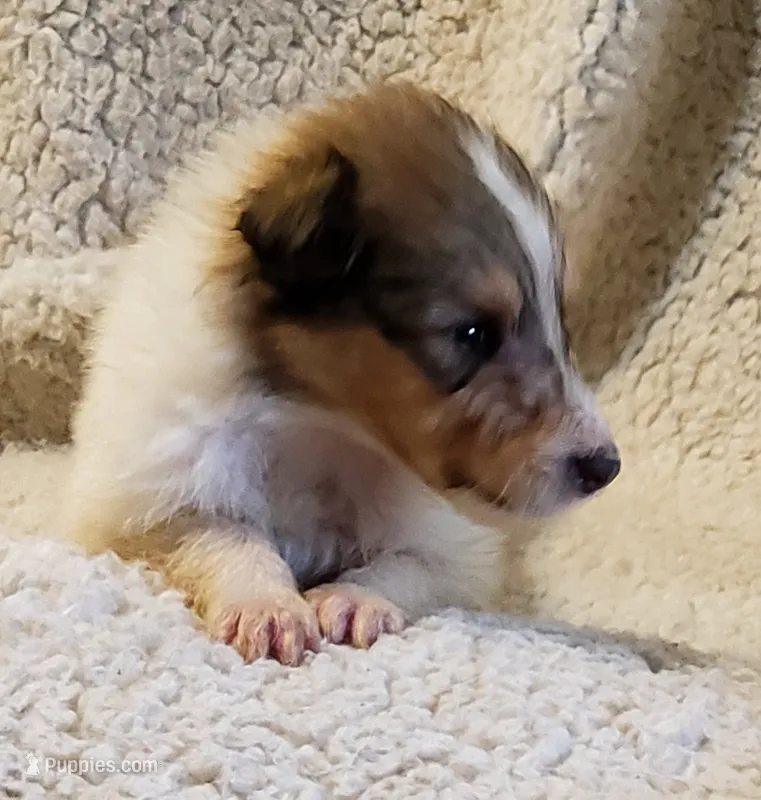 Sable Girl – Collie puppy for sale in Hillsborough, NH