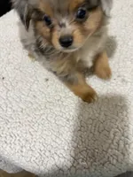 Little man, a male Toy Australian Shepherd for sale in Powder Springs, GA – 2 of 3