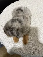 Little man, a male Toy Australian Shepherd for sale in Powder Springs, GA – 3 of 3