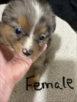 Two, a female Toy Australian Shepherd for sale in Powder Springs, GA – 1 of 2