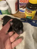 Four puppies, a female Toy Australian Shepherd for sale in Georgia, GA – Photo 2 of 4