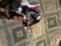 Four puppies, a female Toy Australian Shepherd for sale in Georgia, GA – Photo 4 of 4