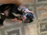 Four puppies, a female Toy Australian Shepherd for sale in Georgia, GA – Photo 3 of 4