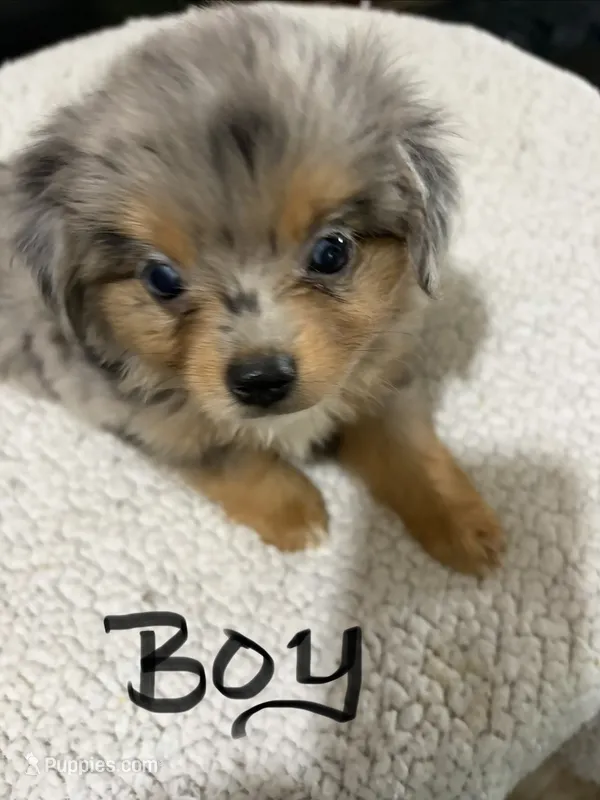 Little man – Toy Australian Shepherd puppy for sale in Powder Springs, GA