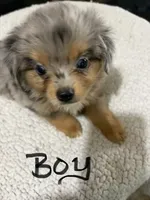 Little man, a male Toy Australian Shepherd for sale in Powder Springs, GA – 1 of 3