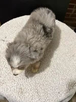 Three, a female Toy Australian Shepherd for sale in Powder Springs, GA – 2 of 2