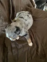 Two, a female Toy Australian Shepherd for sale in Georgia, GA – Photo 2 of 2