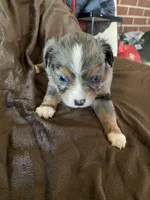 Two, a female Toy Australian Shepherd for sale in Georgia, GA – Photo 1 of 2