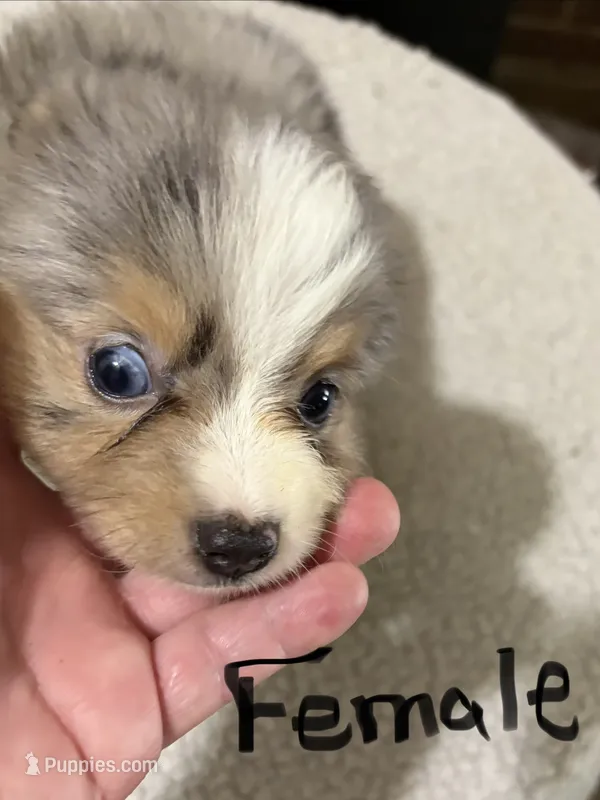 Three – Toy Australian Shepherd puppy for sale in Powder Springs, GA