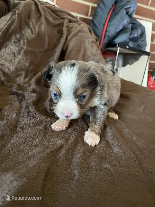 Three, a female Toy Australian Shepherd for sale in Georgia, GA – Photo 1 of 2