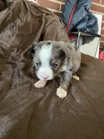 Three, a female Toy Australian Shepherd for sale in Georgia, GA – Photo 1 of 2